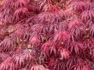 Acer palmatum - Japanese Maple - doubly pinnately dissected.jpg
