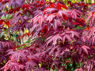Acer palmatum - Japanese Maple - single pinnately dissected.jpg