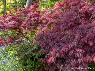 Acer palmatum - Japanese Maple - two varieties.jpg