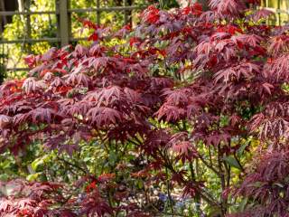Acer palmatum - Japanese Maple - upright dark red.jpg