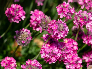 Armeria maritima - 1.jpg