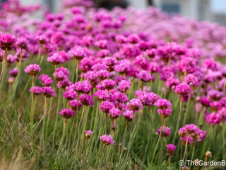Armeria maritima - 2.jpg