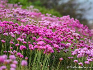 Armeria maritima - 3.jpg