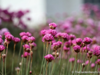 Armeria maritima - 4.jpg