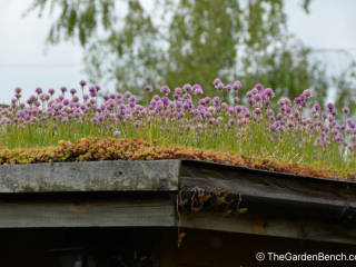 Armeria-maritima-Sea-thift-living-roof.jpg