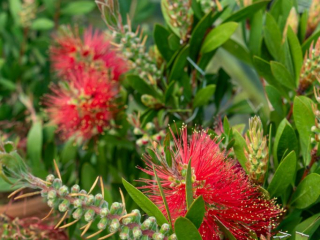 Callistemon-Bottlebrush-1.jpg