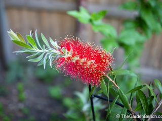 Callistemon-Bottlebrush-2.jpg