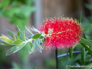 Callistemon-Bottlebrush-3.jpg