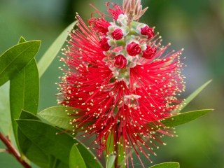 Callistemon-Bottlebrush-4.jpg