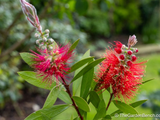 Callistemon-Bottlebrush-5.jpg
