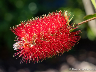 Callistemon-Bottlebrush-6.jpg