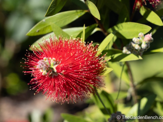 Callistemon-Bottlebrush-7.jpg
