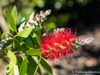 Callistemon-Bottlebrush-8.jpg