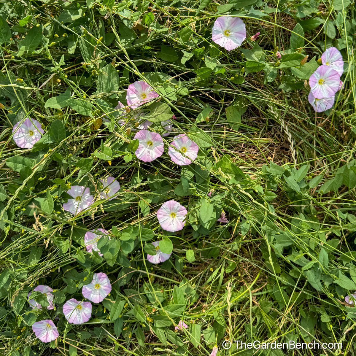 Convolvulus Arvensis A Pain In The Grass The Garden Bench Convolvulus Arvensis A Pain In The Grass The Garden Bench
