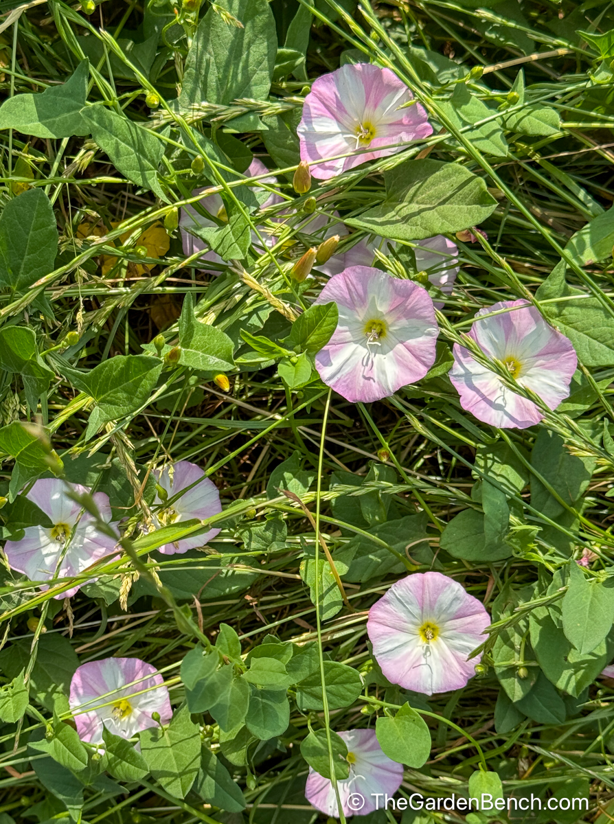 Convolvulus Arvensis A Pain In The Grass The Garden Bench Convolvulus Arvensis A Pain In The Grass The Garden Bench