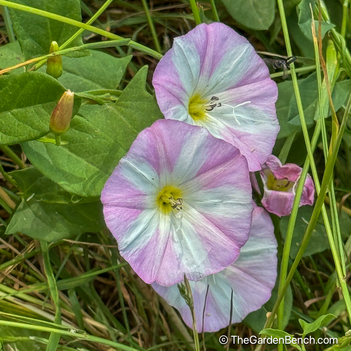 Convolvulus Arvensis A Pain In The Grass The Garden Bench Convolvulus Arvensis A Pain In The Grass The Garden Bench