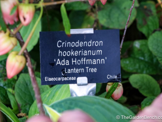 Crinodendron-Lantern Tree of Chile-1.jpg