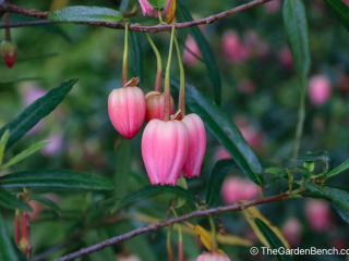Crinodendron-Lantern Tree of Chile-2.jpg