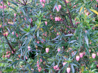 Crinodendron-Lantern Tree of Chile-3.jpg