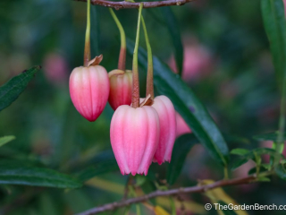 Crinodendron-Lantern Tree of Chile-4.jpg