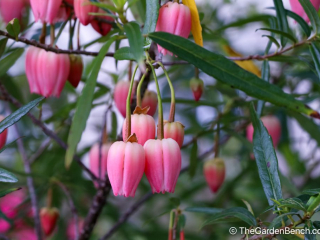 Crinodendron-Lantern Tree of Chile-5.jpg