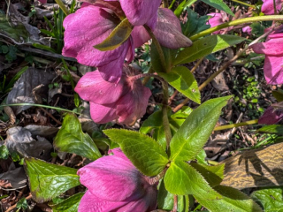Helleborus orientalis-7.jpg