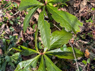 Helleborus orientalis leaves.jpg