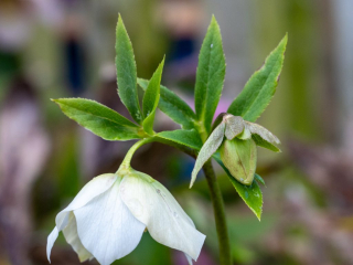 Helleborus orientalis white.jpg