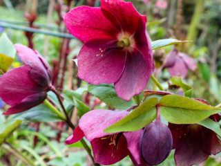 helleborus orientalis-1.jpg