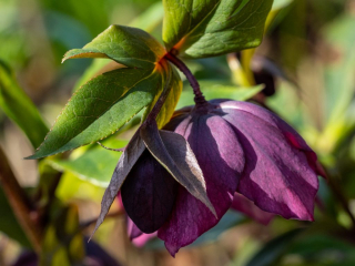helleborus orientalis-2.jpg