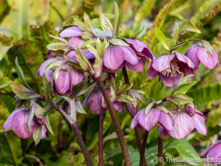 helleborus orientalis-3.jpg