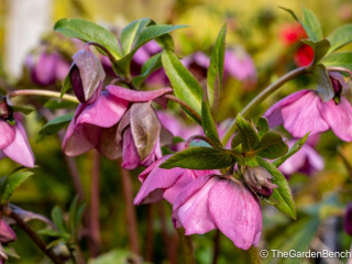 helleborus orientalis