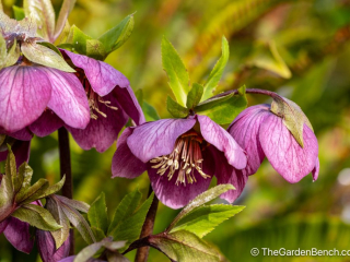 helleborus orientalis-5.jpg