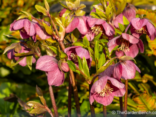 helleborus orientalis